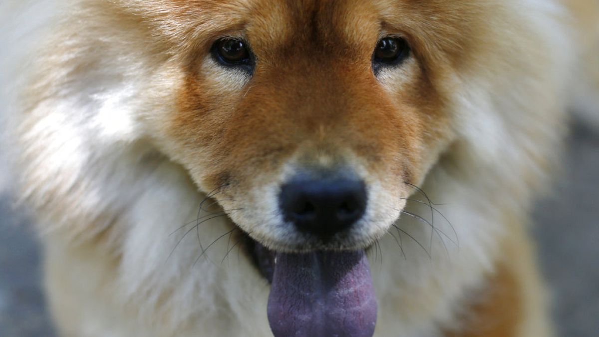 Race to rescue stray canines in Russia after new euthanasia legislation