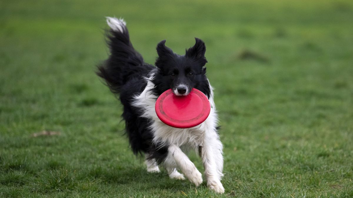 Canines perceive whenever you speak to them – research