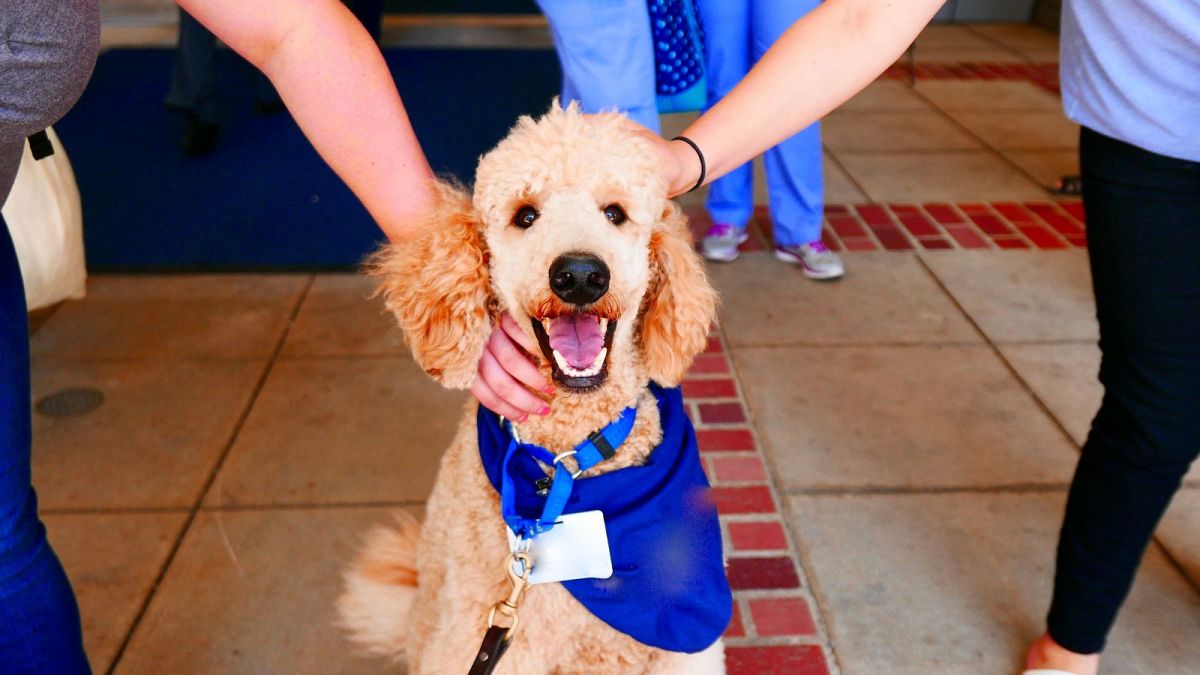 Spending time with a canine reduces stress and will increase focus, research finds