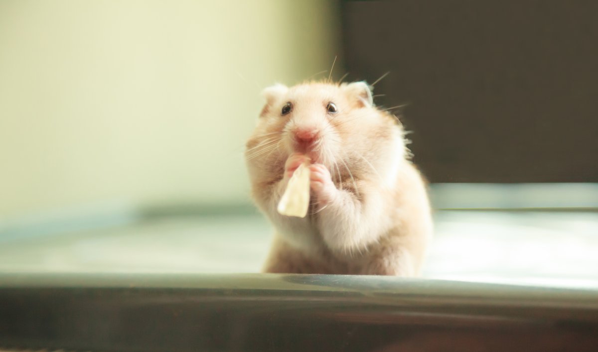 Orange and White Syrian or Golden Hamster