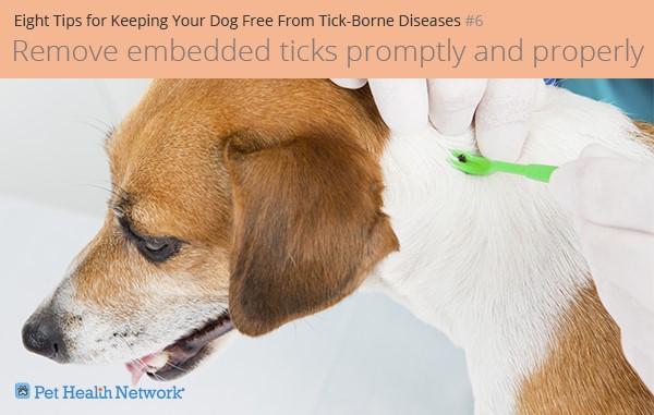 Eight Suggestions for Retaining Your Canine Free From Tick-Borne Illnesses