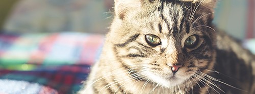 What Cat Homeowners Ought to Know