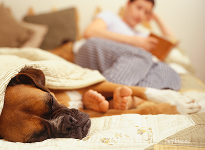 Boxer laying by it's owner's feet /><p>Perhaps the most important thing to know about <strong><a href=