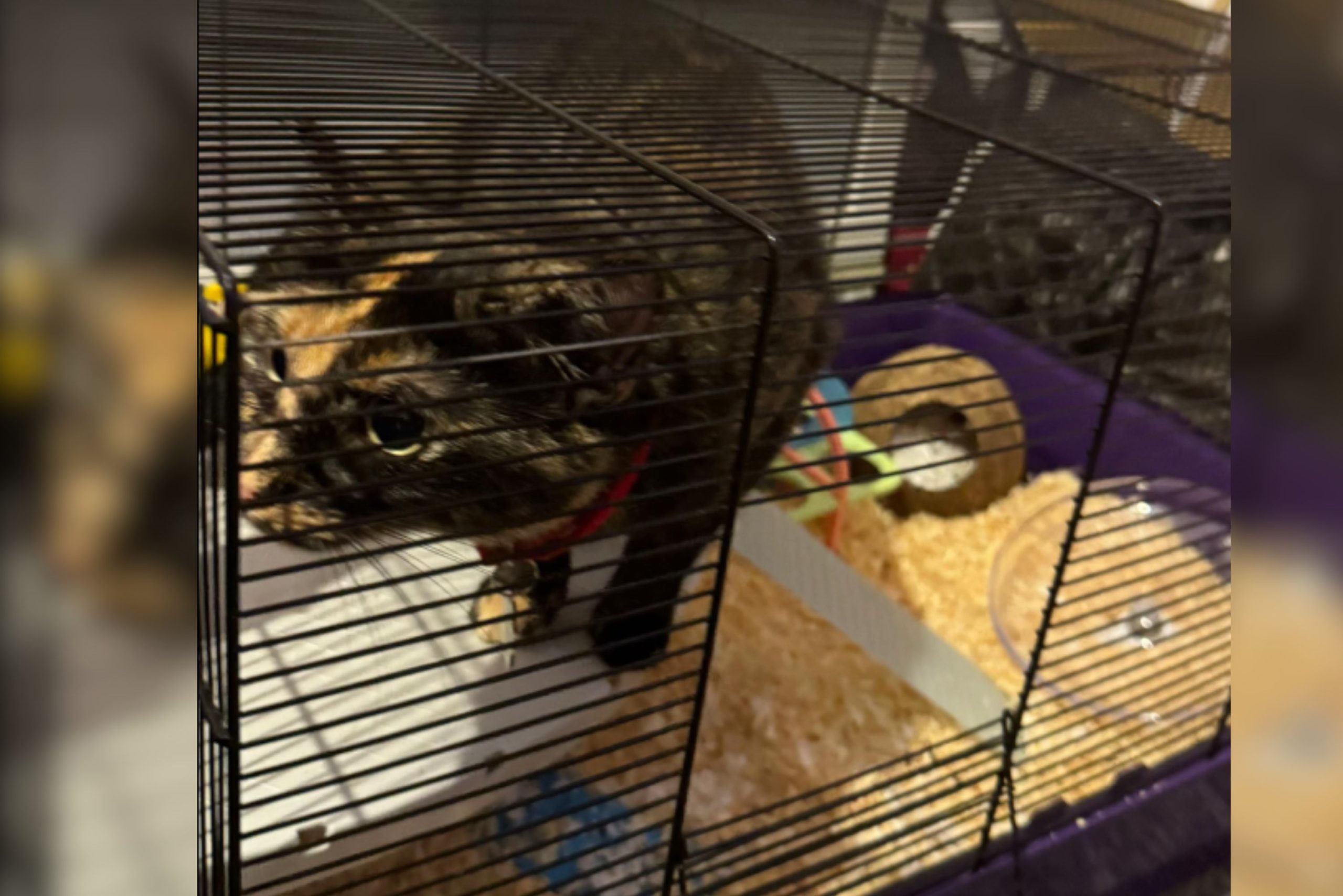 Owner Pulls Hamster Out to Clean Cage—Cat Quickly Claims New Territory