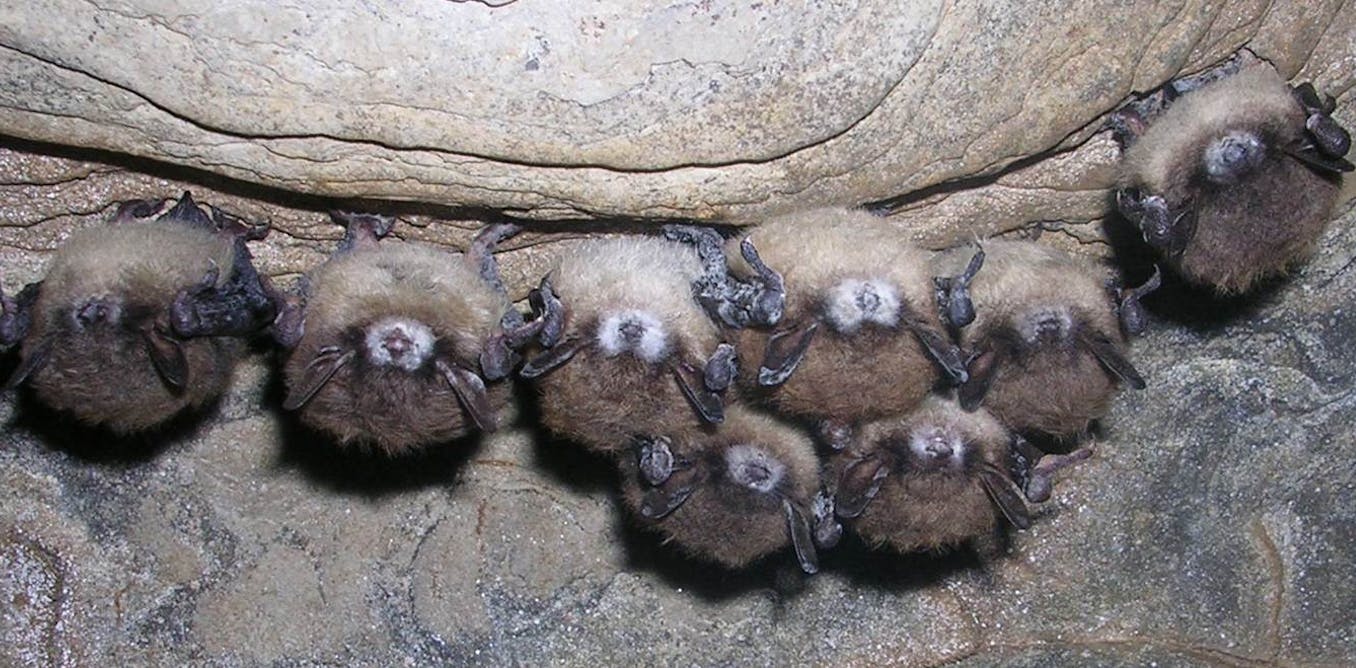 White nose syndrome is killing millions of bats via a contagious fungus – here’s how to stop it