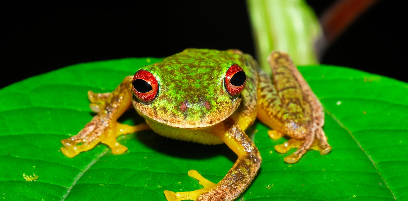 Lethal frog fungus has worn out 90 species and threatens a whole bunch extra