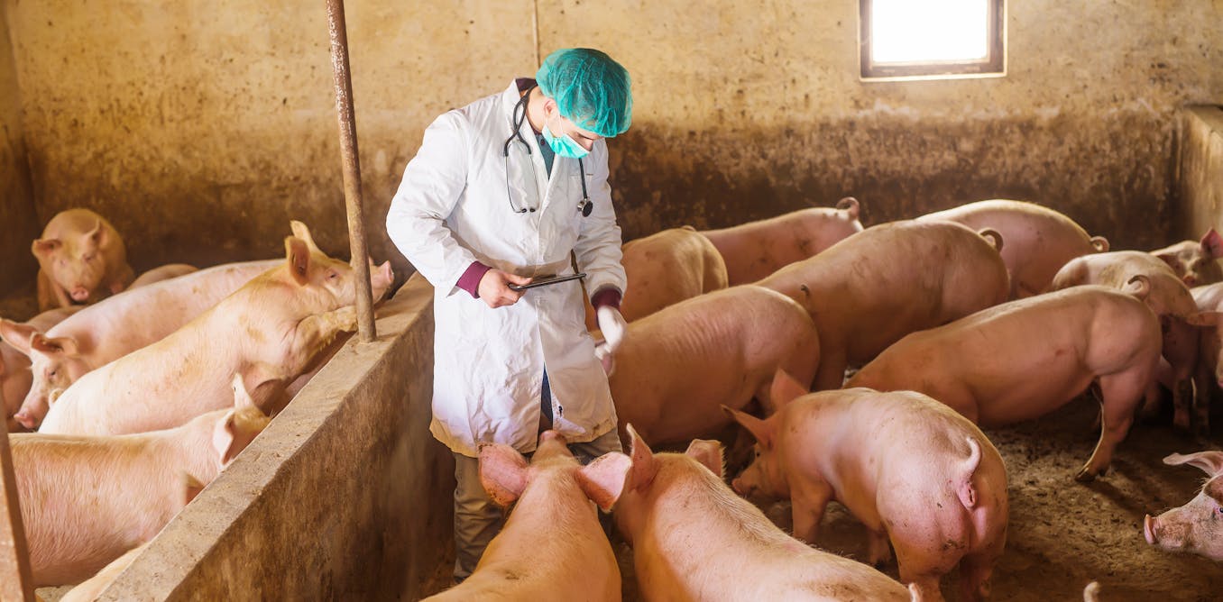 Vaccines using mRNA can protect farm animals against diseases traditional ones may not – and there are safeguards to ensure they won’t end up in your food