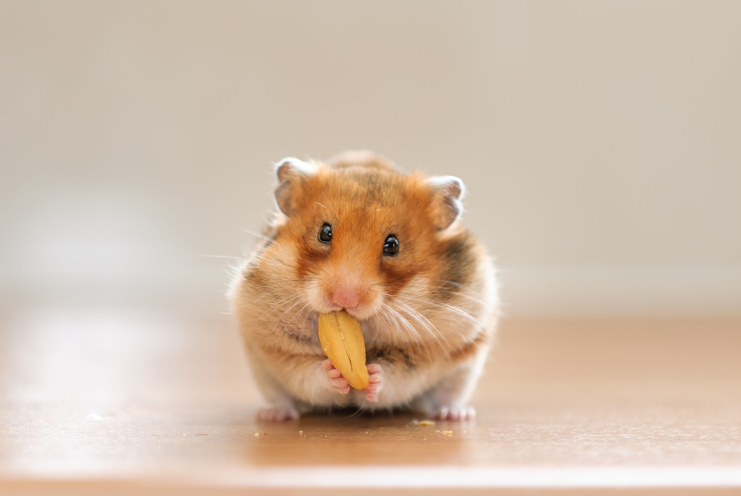 Internet Obsessed With Hamster Enjoying Spa Day—’Living the High Life’