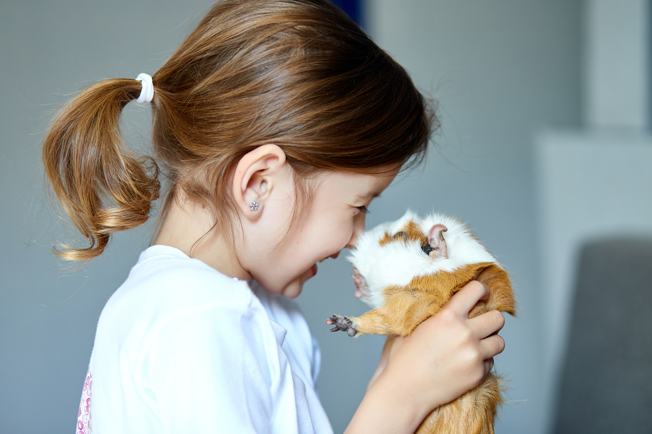 Hamsters Vs Guinea Pigs — Which Makes the Best Pet for Children?