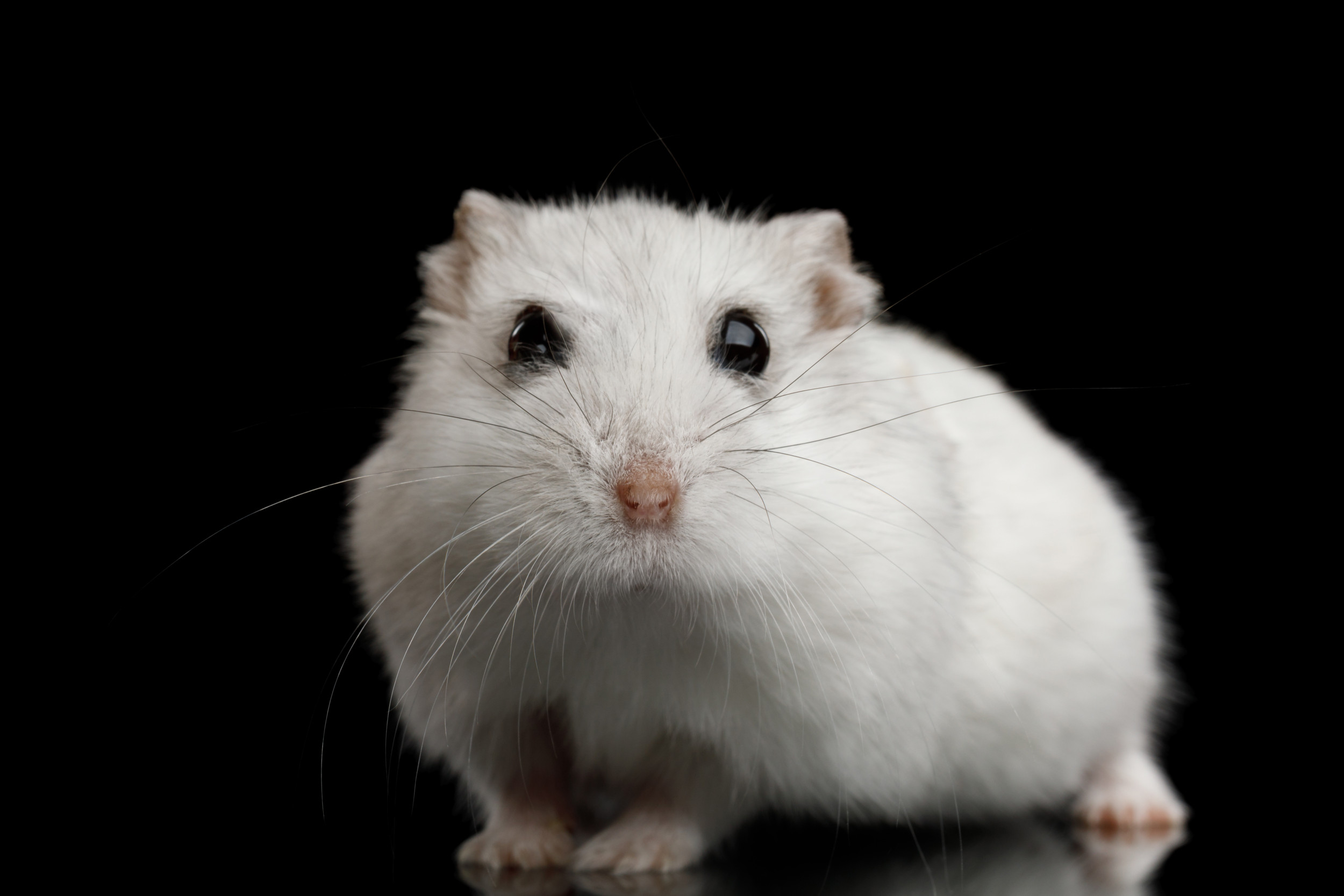 Rogue Hamster Bites Teen Watching ‘Spider-Man: No Approach Residence’ in Alabama Theater